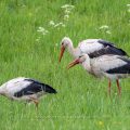 Weißstorch (Ciconia ciconia)