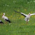 Weißstorch (Ciconia ciconia)