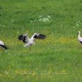 Weißstorch (Ciconia ciconia)