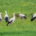 Weißstorch (Ciconia ciconia)