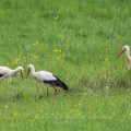 Weißstorch (Ciconia ciconia)