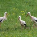 Weißstorch (Ciconia ciconia)