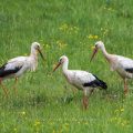 Weißstorch (Ciconia ciconia)