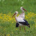 Weißstorch (Ciconia ciconia)