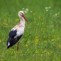Weißstorch (Ciconia ciconia)