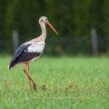 Weißstorch (Ciconia ciconia)