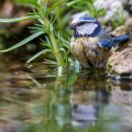 Blaumeise (Parus caeruleus) badend