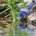Blaumeise (Parus caeruleus) badend