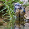 Blaumeise (Parus caeruleus) badend