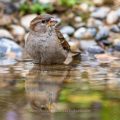 Haussperling (Passer domesticus) Weibchen beim Baden