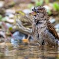 Haussperling (Passer domesticus) Weibchen beim Baden