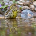 Girlitz (Serinus serinus) Männchen badet