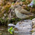Zilpzalp (Phylloscopus collybita)