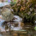 Zilpzalp (Phylloscopus collybita)