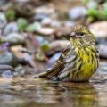 Girlitz (Serinus serinus) Männchen badet
