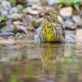 Girlitz (Serinus serinus) Männchen badet