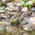 Girlitz (Serinus serinus) Männchen badet
