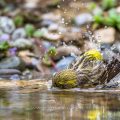 Girlitz (Serinus serinus) Männchen badet