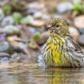 Girlitz (Serinus serinus) Männchen badet
