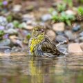 Girlitz (Serinus serinus) Männchen badet