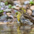 Girlitz (Serinus serinus) Männchen badet