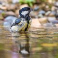 Kohlmeise (Parus major)
