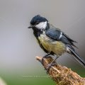 Kohlmeise (Parus major)