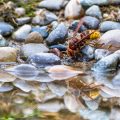 Hornisse (Vespa crabro) holt Wasser