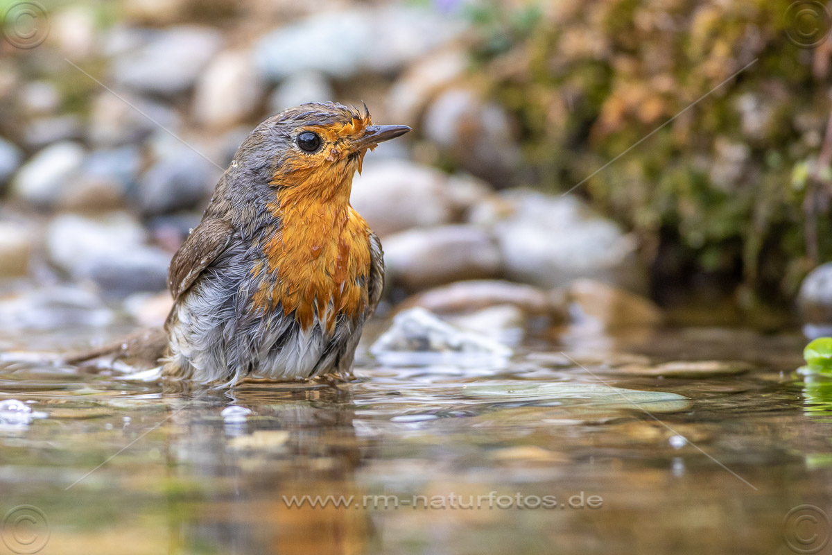 Rotkehlchen Naturfotografie Rolf Müller