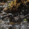 Mönchsgrasmücke (Sylvia atricapilla) Männchen badet