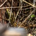 Zauneidechse (Lacerta agilis) Männchen