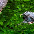 Star (Sturnus vulgaris) fliegt seine Höhle an