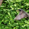 Star (Sturnus vulgaris) fliegt seine Höhle an