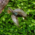 Star (Sturnus vulgaris) beim Abflug von der Höhle