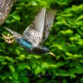 Star (Sturnus vulgaris) beim Abflug von der Höhle