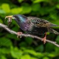 Star (Sturnus vulgaris) mit Futter für den Nachwuchs