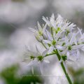 Bärlauch (Allium ursinum)