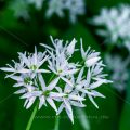 Bärlauch (Allium ursinum)