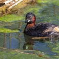 Zwergtaucher (Tachybaptus ruficollis)