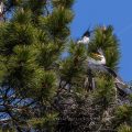Graureiher (Ardea cinerea) Jungvögel werden gefüttert