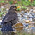 Amsel (Turdus merula) Weibchen