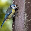 Blaumeise (Cyanistes caeruleus) am Nistkasten
