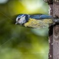 Blaumeise (Cyanistes caeruleus) im Abflug vom Nistkasten