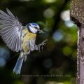 Blaumeise (Cyanistes caeruleus) fliegt Nistkasten an