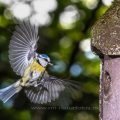 Blaumeise (Cyanistes caeruleus) fliegt Nistkasten an