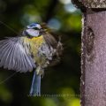 Blaumeise (Cyanistes caeruleus) fliegt Nistkasten an