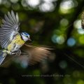 Blaumeise (Cyanistes caeruleus) fliegt Nistkasten an