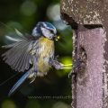 Blaumeise (Cyanistes caeruleus) fliegt Nistkasten an