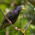 Star (Sturnus vulgaris) Männchen