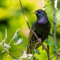 Star (Sturnus vulgaris) Männchen